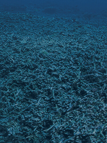 coral banner 2 mobile