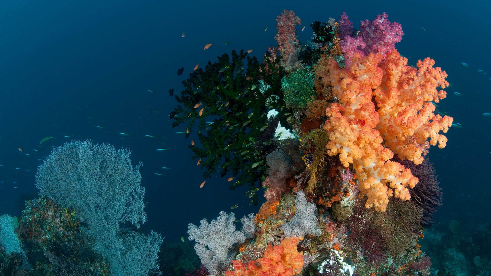 resilient reef banner