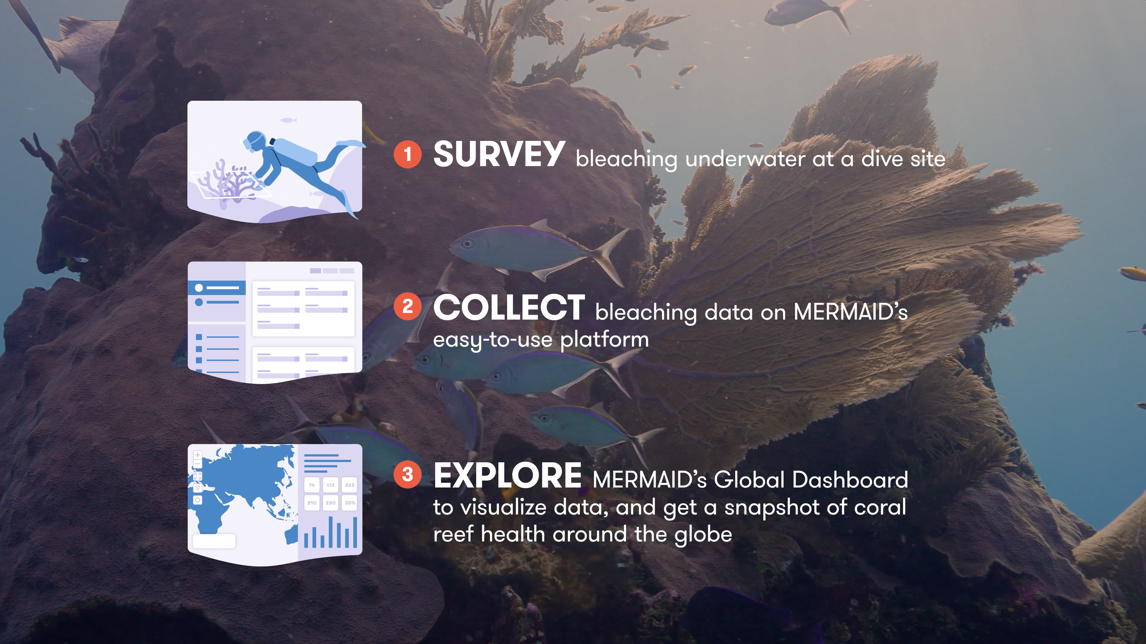 World Reef Day: Help Is at Hand to Rapidly Monitor Coral Reefs and Bleaching Events