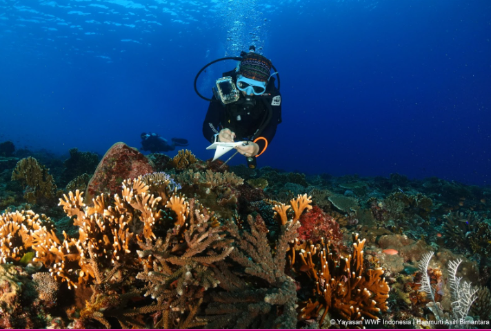 Ecological Monitoring Expedition of Alor Marine Protected Area, Indonesia