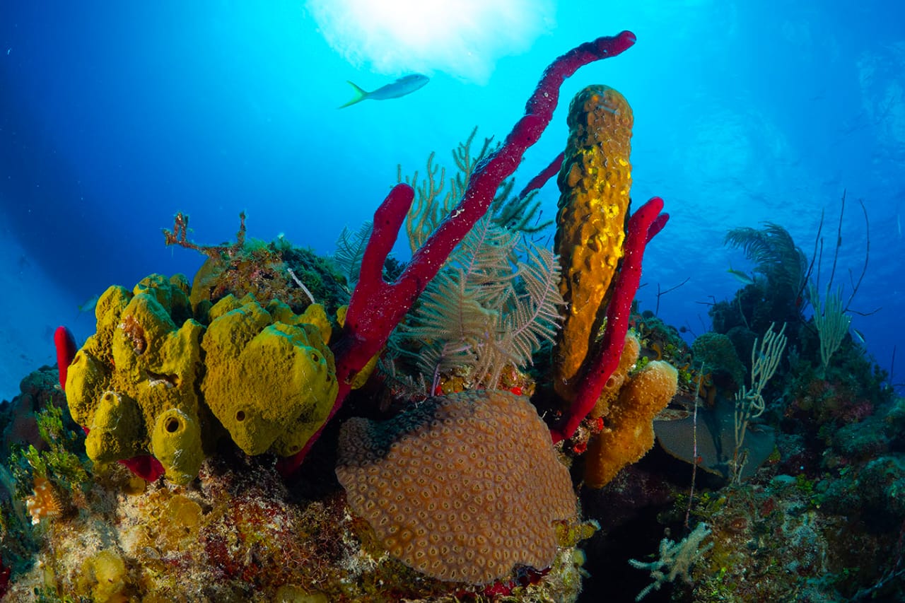 Jardines de le Reina - A hope spot for Cuban reefs