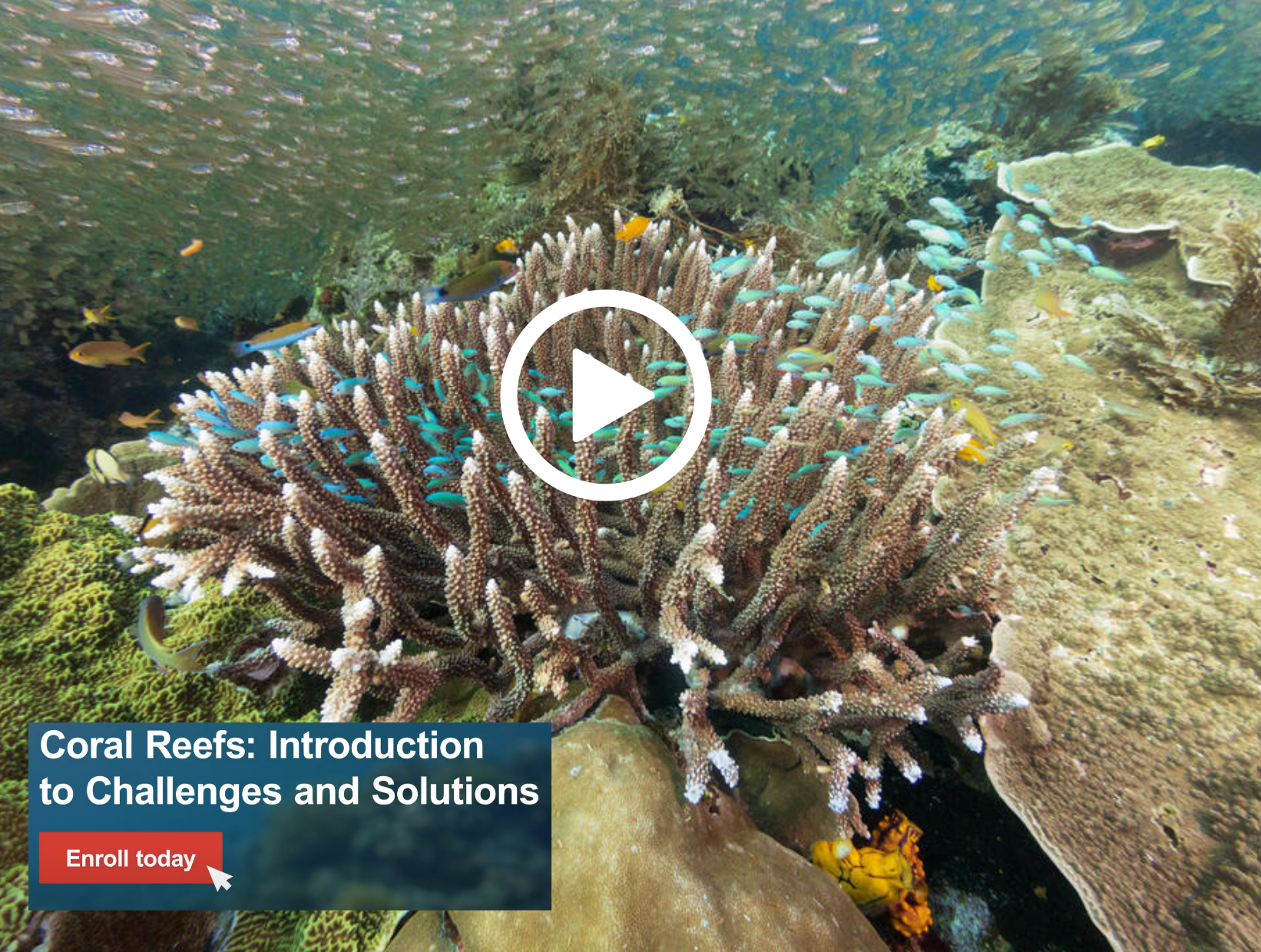 Online Course for CRRI Coral Reef Community now live!