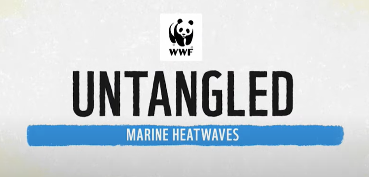 Marine Heatwaves and Coral Reefs - Untangle the story