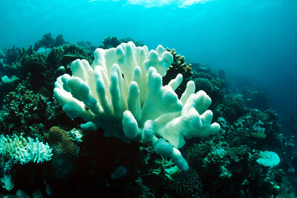 Around 14% of corals have been lost since 2009 due to global warming, but some show resilience, says report