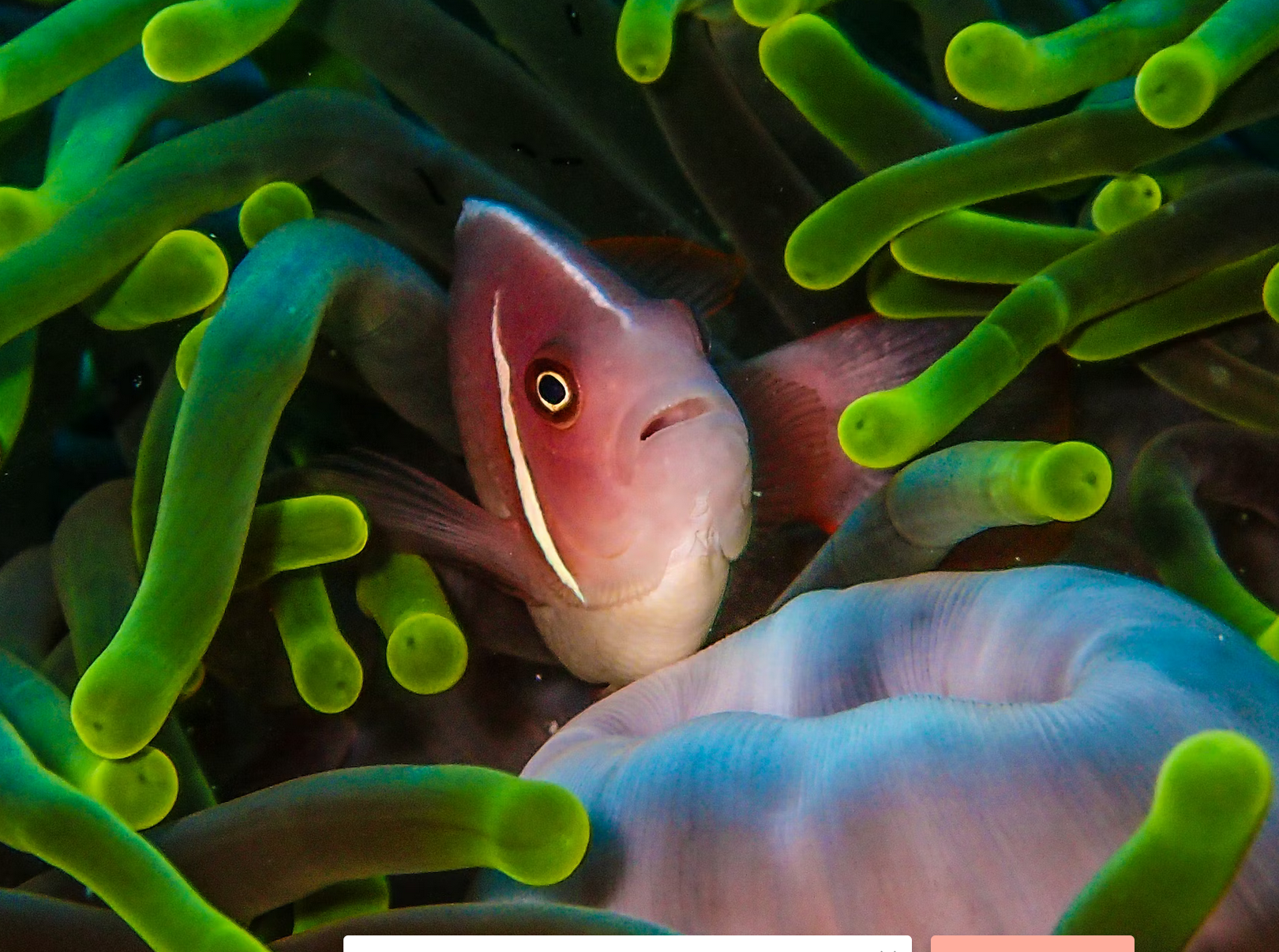 Fish Larvae Help Crack the Code on Effective Fisheries Management