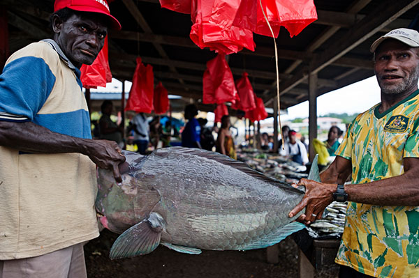 Developing a system of sustainable minimum size limits to maintain coastal fisheries in Solomon Islands