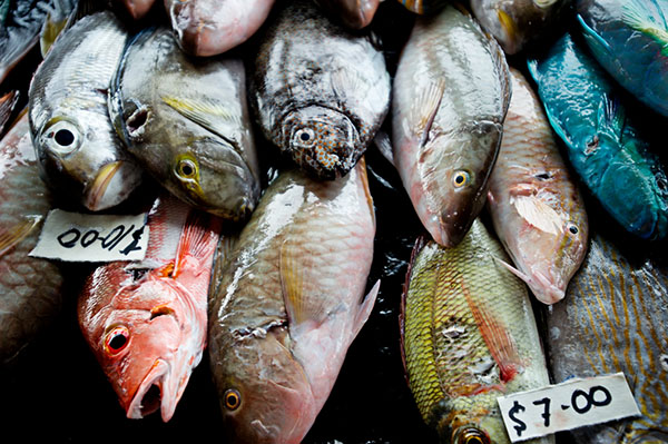 Spawning potential surveys in Solomon Islands’ Western Province