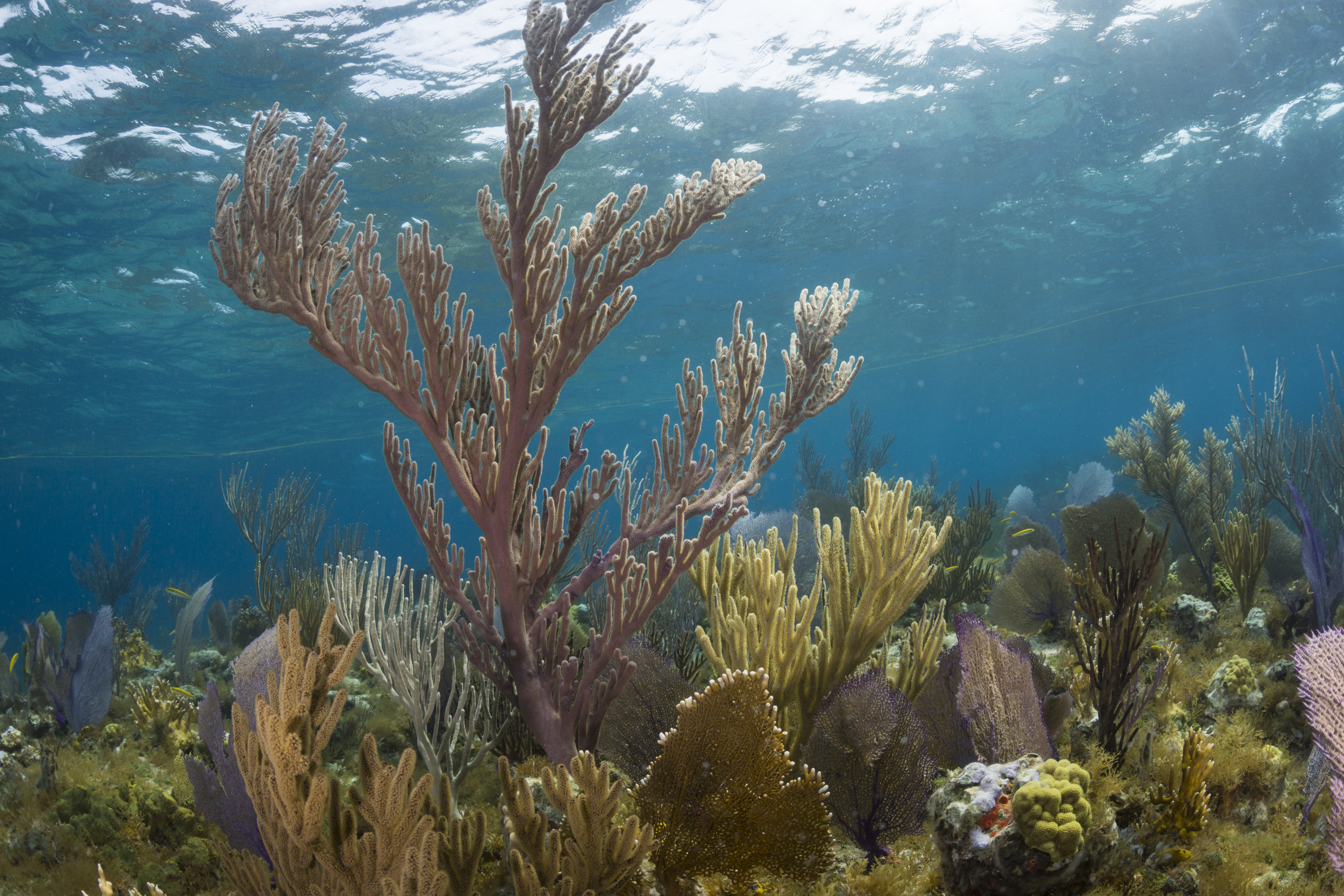 Status and Trends of Caribbean Coral Reefs: 1970-2024