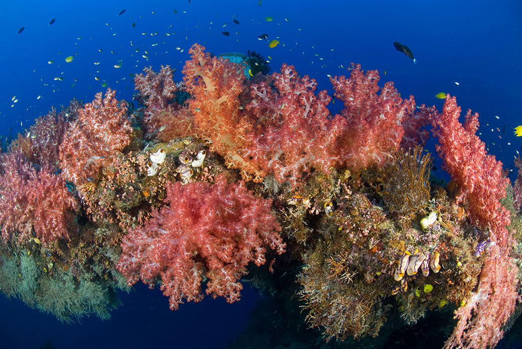 Securing a long-term future for coral reefs