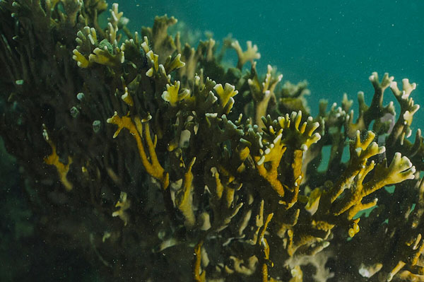 Rebuilding Coral Reefs: A Decadal Grand Challenge